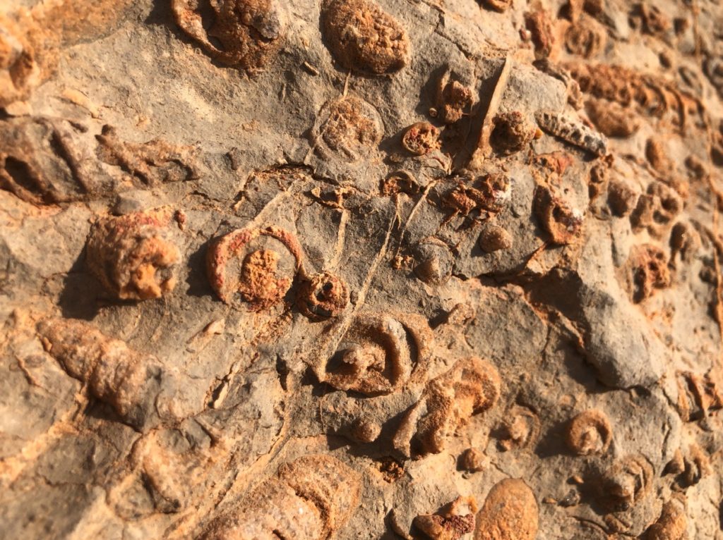 Jurassic Stratum piedra natural exclusiva Nerinea
